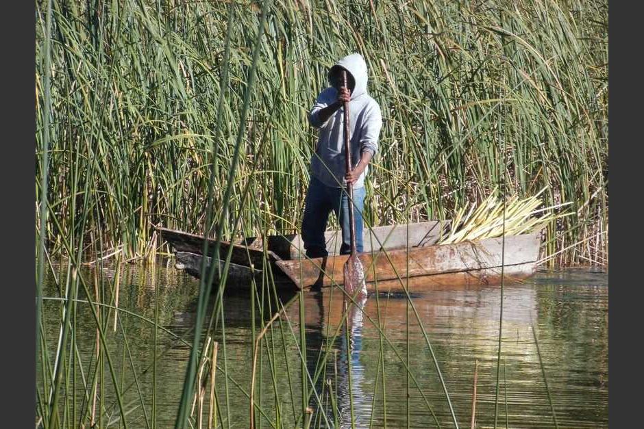 La sobrexplotación de los tulares privó a la especie de una parte importante de su hábitat. (Foto: Alfonso Guárquez/Colaborador)