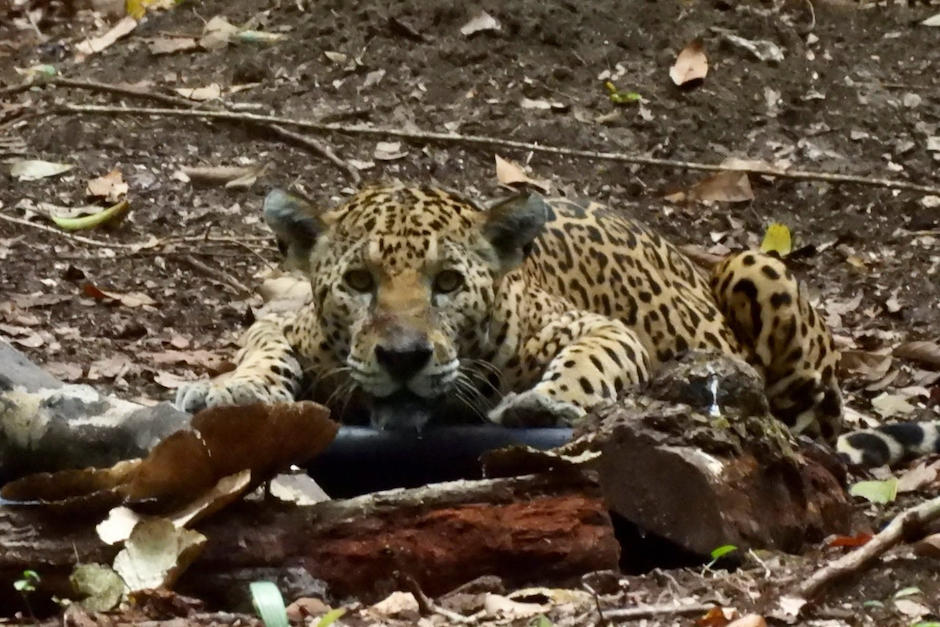Un jaguar vio a la cámara mientras tomaba agua en un lindo encuentro. (Foto: Francisco Asturias)