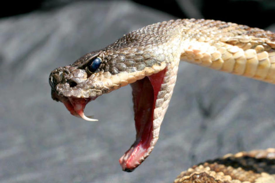 El menor resultó herido tras ser atacado por el reptil. (Foto ilustrativa: iStock)