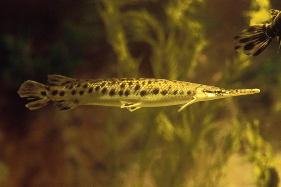 El pejelagarto es nativo de Guatemala y toda Mesoamérica. (Foto: American Museum of Natural History)