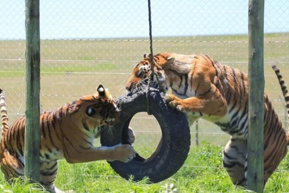Los felinos residen en santuarios fuera del país luego de haber sido rescatados de los circos en Guatemala. (Foto: MAGA)