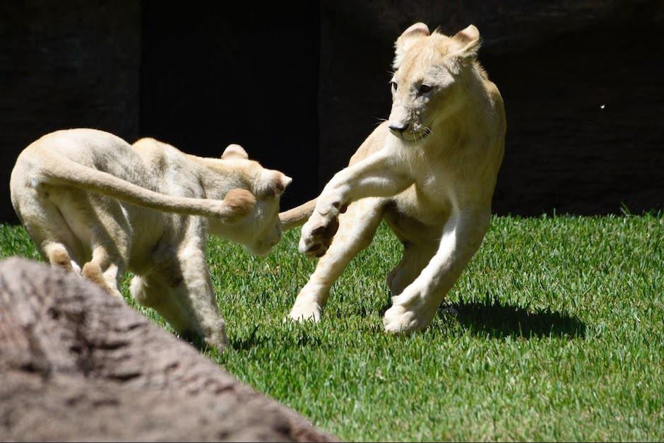 Los cachorros de León Blanco de África ya rsiden en el Zoo La Aurora. (Foto: Edgar Pocón)