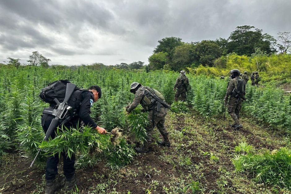 Agentes policiales y militares fueron atacados cuando buscaban cultivos ilícitos. (Foto: Archivo/Soy502)