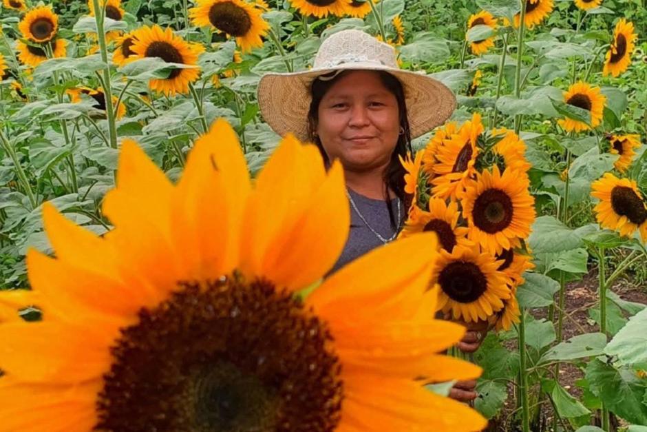 Conoce Cultivos y Girasoles De Chocolá. (Foto: Cortesía Cultivos y Girasoles De Chocolá) 