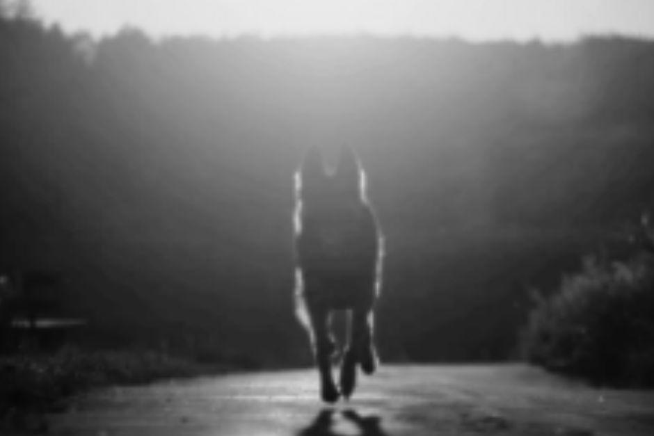 El animal fue hallado sin vida. (Foto ilustrativa vía: Shutterstock)
