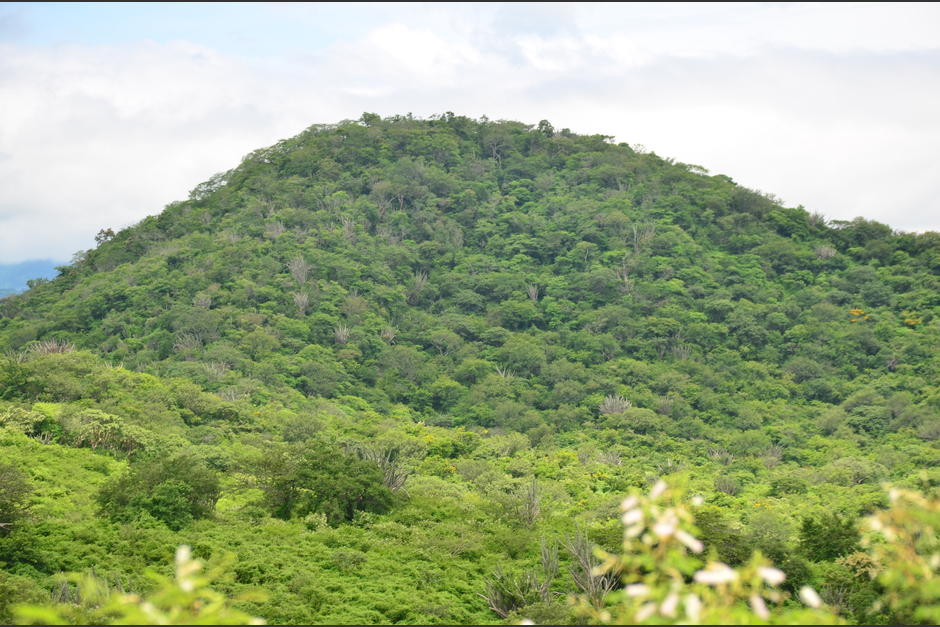 El Bosque espinoso de Zacapa guarda diversidad de especies. (Foto: Juan Carlos Aquino)