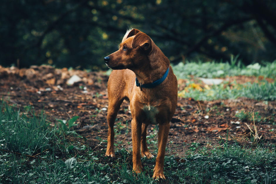 Estos datos pueden ayudarte a la búsqueda de tu mascota. (Foto: Pexels)