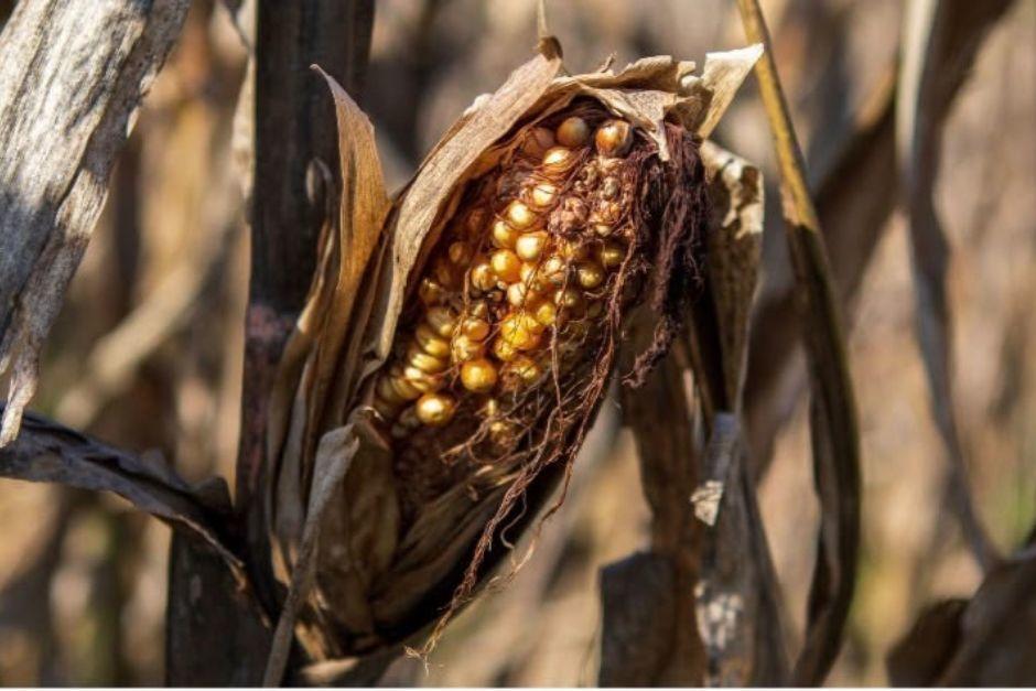 Un estudio advierte que la presión alimentaria podría aumentar entre octubre de 2026 y enero de 2027, cuando se agoten las reservas de la primera temporada. (Foto: World Visión)