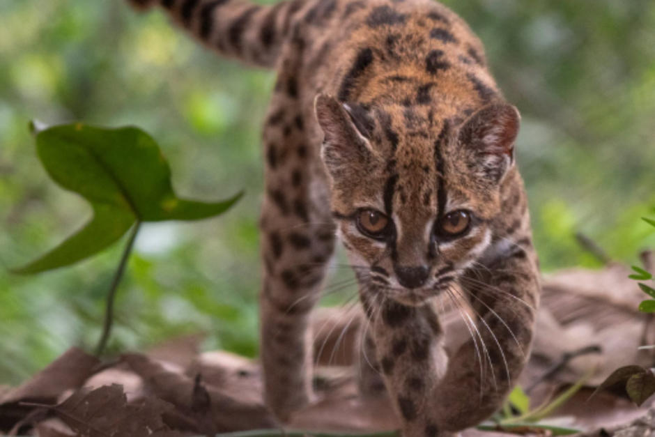 El felino de Bolivia fu catalogado como nueva especie. (Foto: National Geographic)