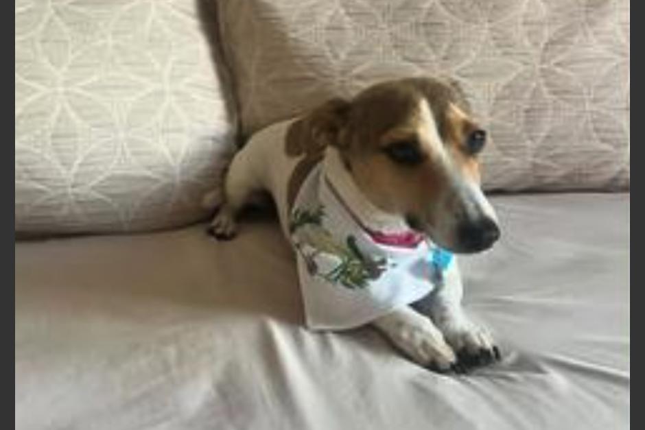 La mascota ya está de vuelta en casa. (Foto: redes sociales)
