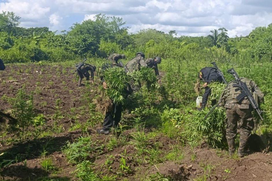 Las plantaciones ilícitas fueron erradicadas por las autoridades. (Foto vía: Ejército de Guatemala)