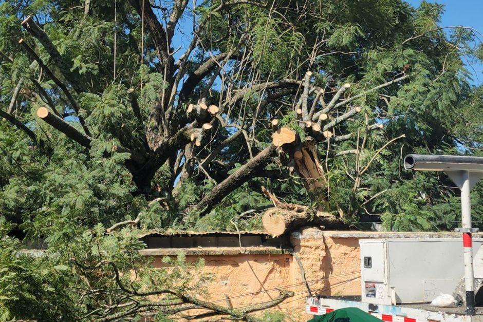Un árbol de gran magnitud cayó sobre varias viviendas en zona 1. (Foto: Jorge Senté/SOY502)