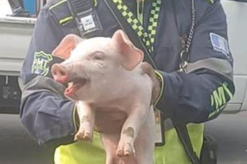 El animal quedó abandonado en plena carretera. (Foto vía: Policía Municipal de Tránsito)