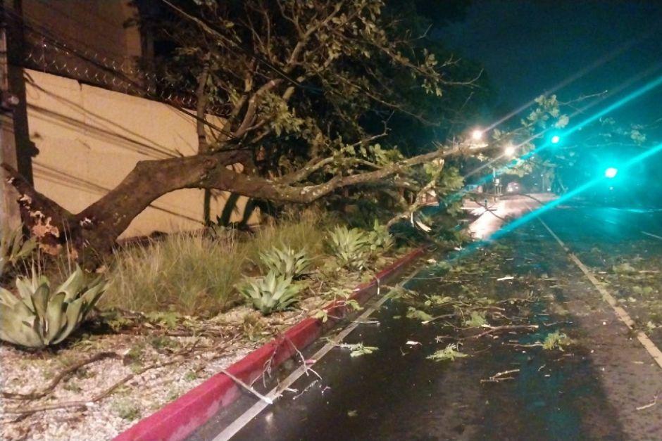 Los árboles cayeron debido a las intensas lluvias registradas en la capital. (Foto: PMT)