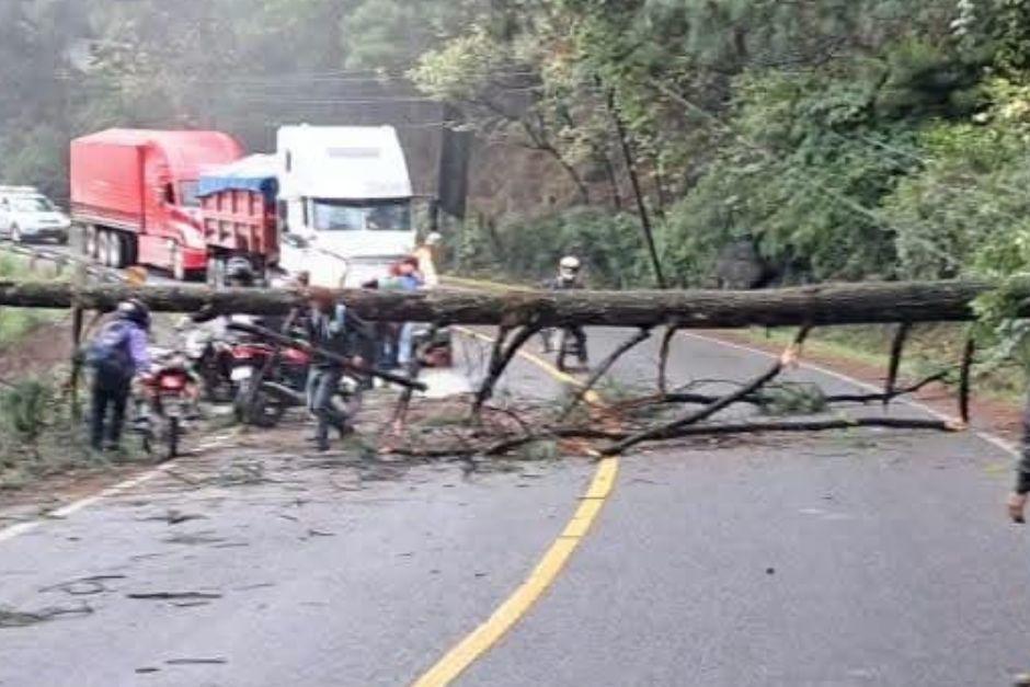 El árbol cayó en medio de los carriles de la ruta. (Foto vía: Bomberos Voluntarios)