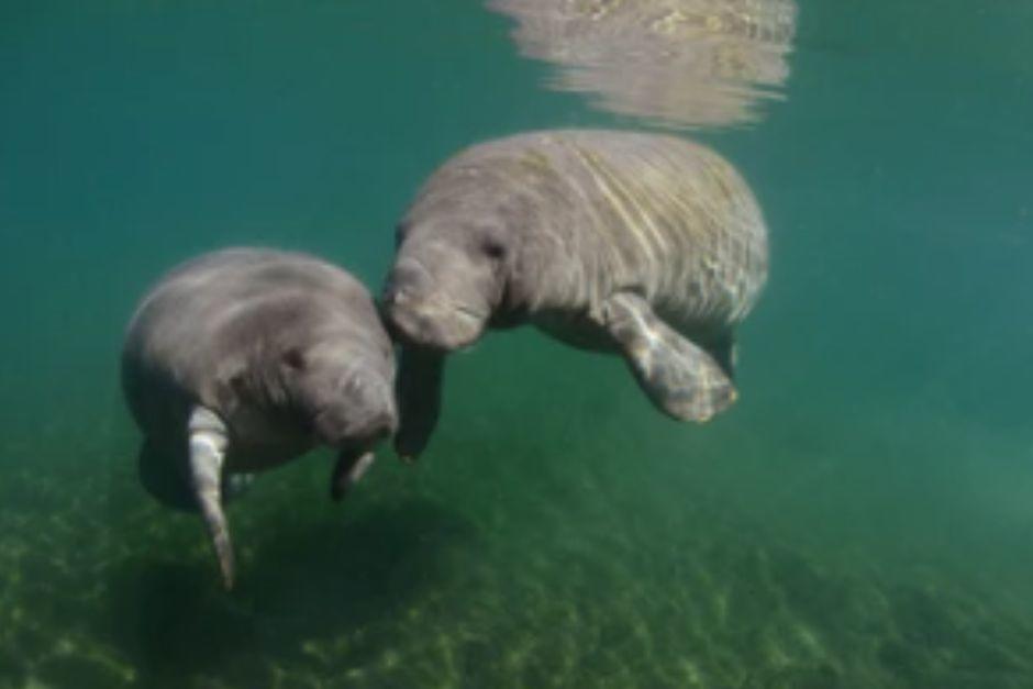 Los mamíferos fueron vistos en aguas del Río Dulce, Izabal. (Foto ilustrativa vía: Shutterstock)