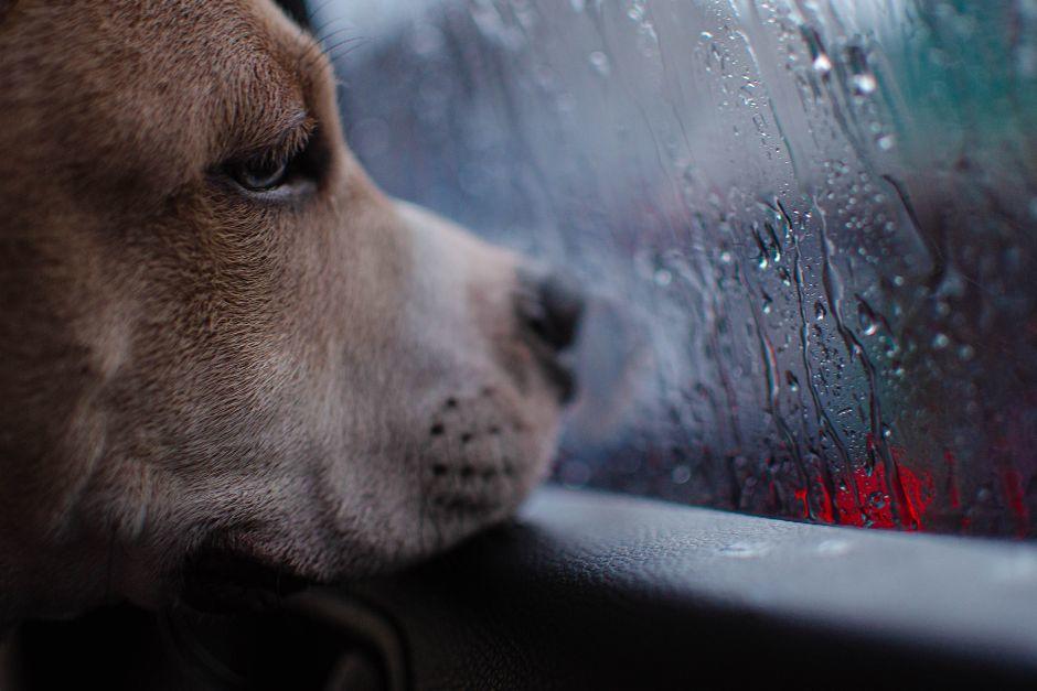 Ante la presencia de lluvias, es recomendable mantener a las mascotas protegidas del frío y la humedad. (Foto vía: Canva)