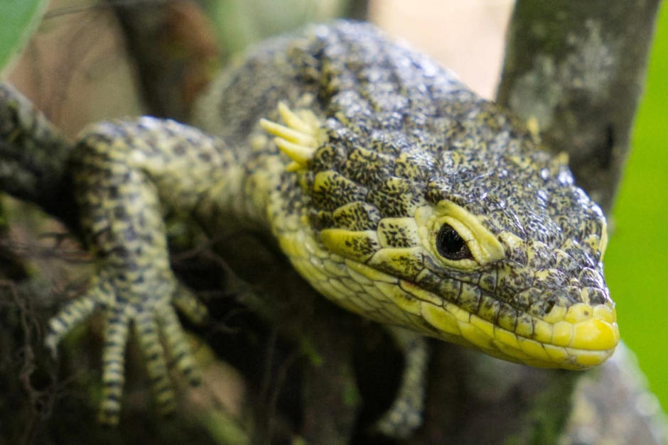 Dragoncito de Jalapa debe ser protegido de inmediato. (Foto: Fundesgua)