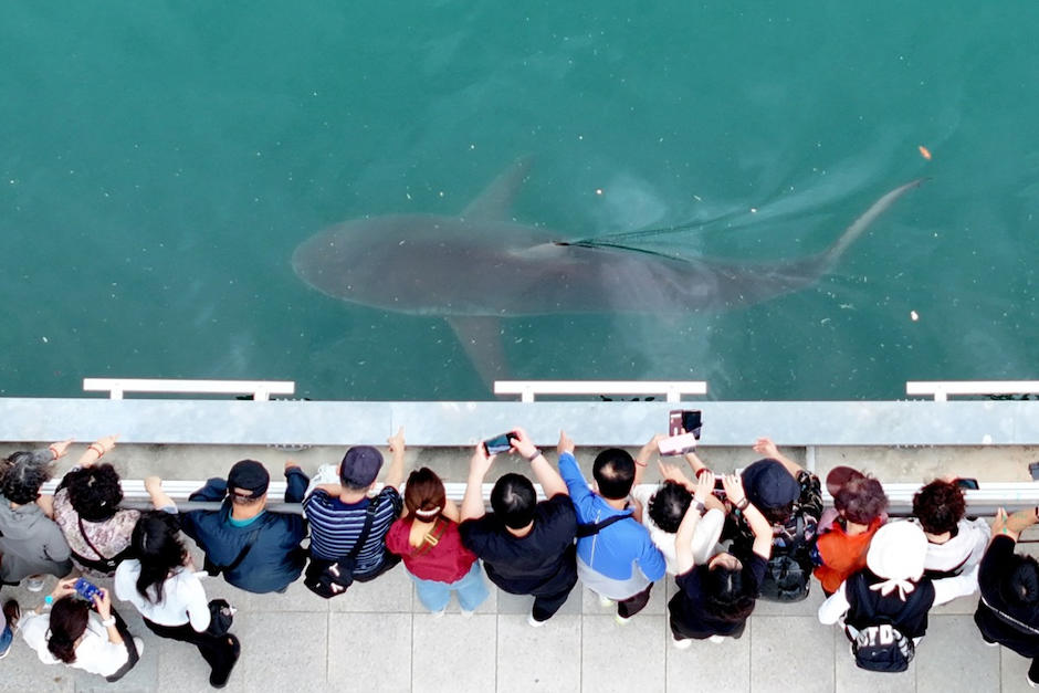 El ejemplar ronda las aguar en Corea del Sur sorprendiendo a los habitantes. (Foto: AFP) 