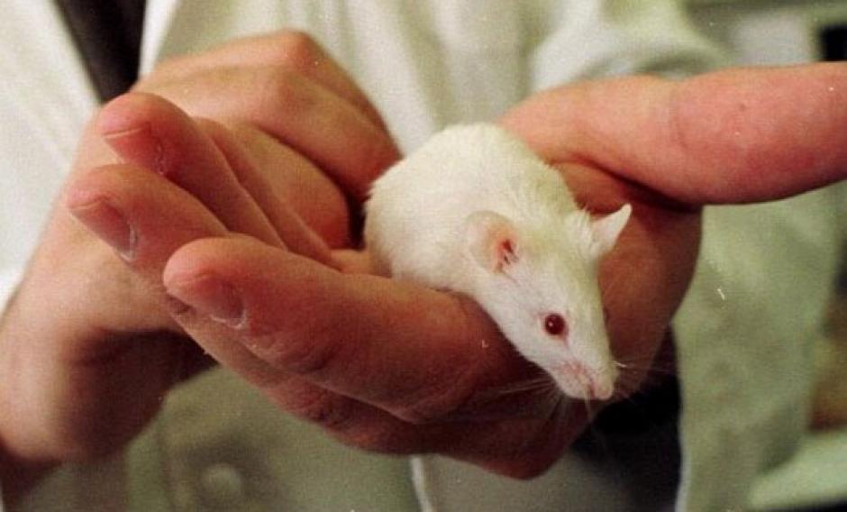 El equipo nipón asegura haber desarrollado la nefrona a partir de una sola célula extraída del riñón de un ratón. (Foto: archivo)