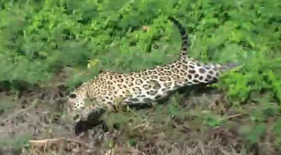 El felino no desaprovechó la oportunidad para cazar al cocodrilo y tener una gran cena. (Captura Youtube)