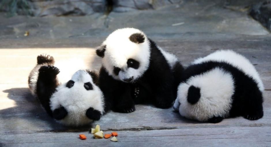 Los trillizos pandas del zoológico de China fueron nombrados como "el guapo", "la adorable" y "el guay".