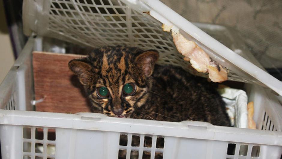Este gato era parte de los animales que la mujer pretendía llevar a su colección privada y tratar de reproducir en cautiverio. (Foto: www.customs.com) 