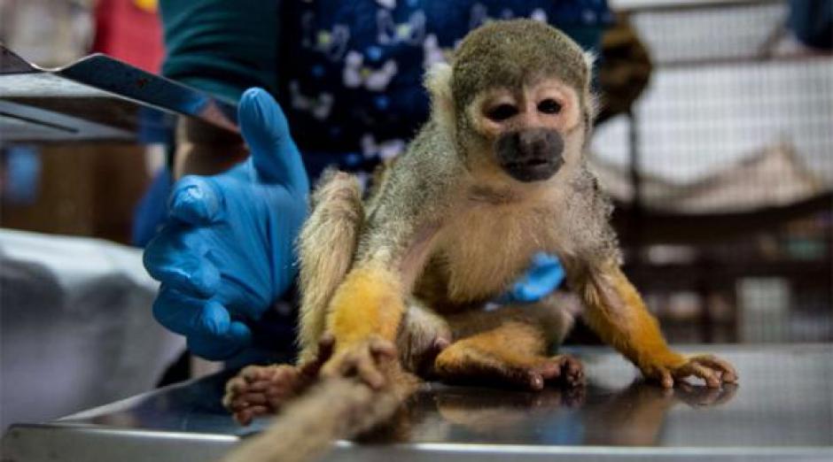 Sin sus colmillos y obligado a fumar y beber, Nicolás llegó como un adicto a un centro de rehabilitación en Chile. (Foto: AFP) 