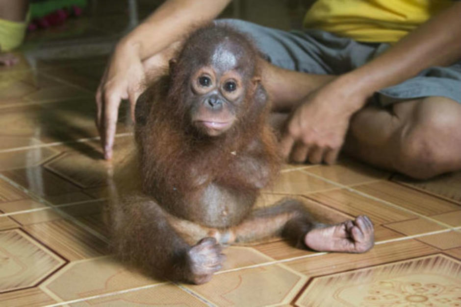 El primate sufrió un severo trauma al ser separado de su madre y ser vendido como mascota. (Foto: elliberal.com.ar)