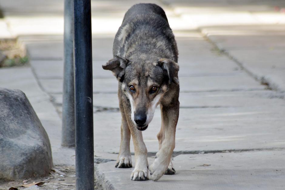 Hachi, Huachi o Huachito, es como le llaman a este fiel perro que tiene 5 años de esperar por el regreso de su amo. (Foto: Jorge Abrego/EFE)