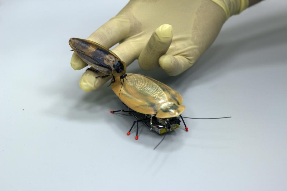 Una cucaracha robot, que se mueve igual que el insecto más odiado del mundo y está destinado a hallar vida humana entre los escombros tras un terremoto, el último grito en biotecnología ideado por un grupo de científicos rusos. (Foto: EFE) 