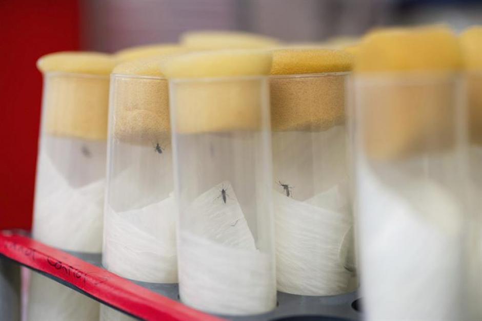 Recipientes con mosquitos Aedes aegypti, transmisores del virus, permanecen en un laboratorio del Organismo Internacional de la Energía Atómica (OIEA) en Seibersdorf, Austria. (Foto: EFE)