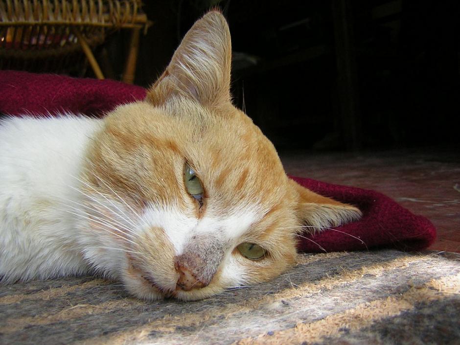 Los gatos mayores de 10 años son los que sufren con los fuertes ruidos que les provocan problemas en su sistema nervioso.