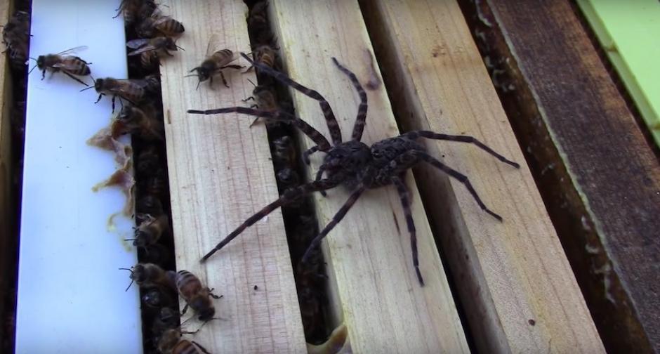 A pesar de ser superior en tamaño, la araña perdió la batalla contra las abejas. (Foto: Sopitas)