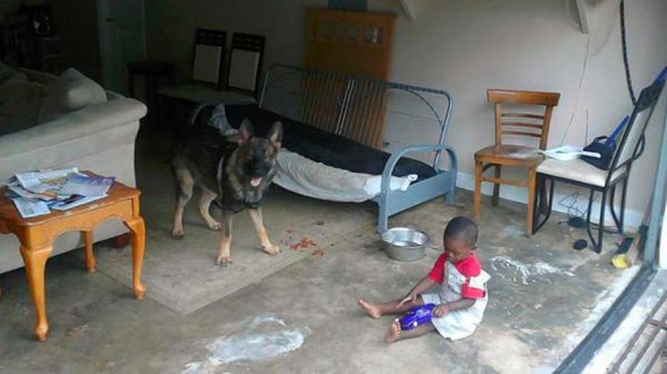 Noah es un perro pastor alemán que murió por defender de las balas a tres niños en Atlanta, Estados Unidos. (Foto: USA TODAY)