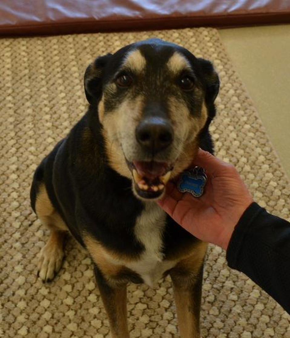 Frankie, el perro que diagnostica cáncer de tiroides en humanos, con solo oler la orina. (Foto: EFE)