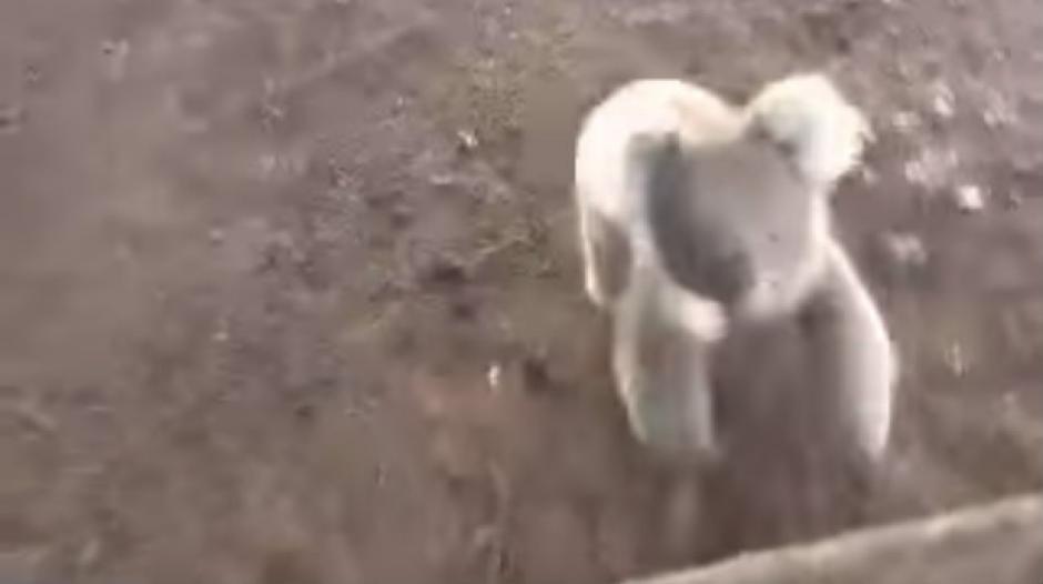Una usuaria de Facebook publicó un video de la persecución que vivió en Australia, por parte de un enfurecido koala. (Foto: YouTube) 
