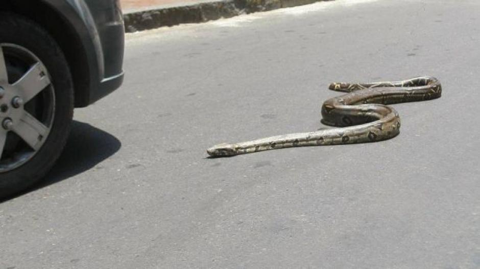Una serpiente de casi 1.5 metros reptaba en la Avenida La Reforma Sur y 15 calle de la zona 9. Socorristas la retiraron del lugar. (Foto: Archivo/El Comercio) 