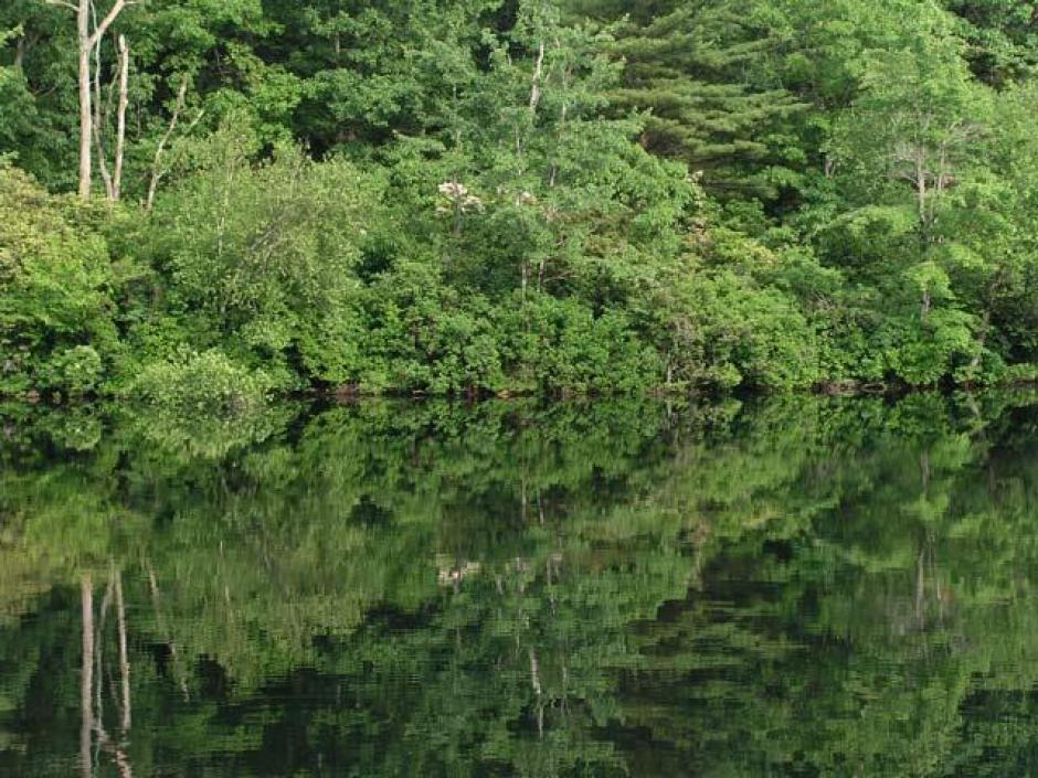 Los bonos de carbono que adquirió Livean para obtener esta certificación provienen de diversos proyectos internacionales entre los cuales destacan los de Guatemala.