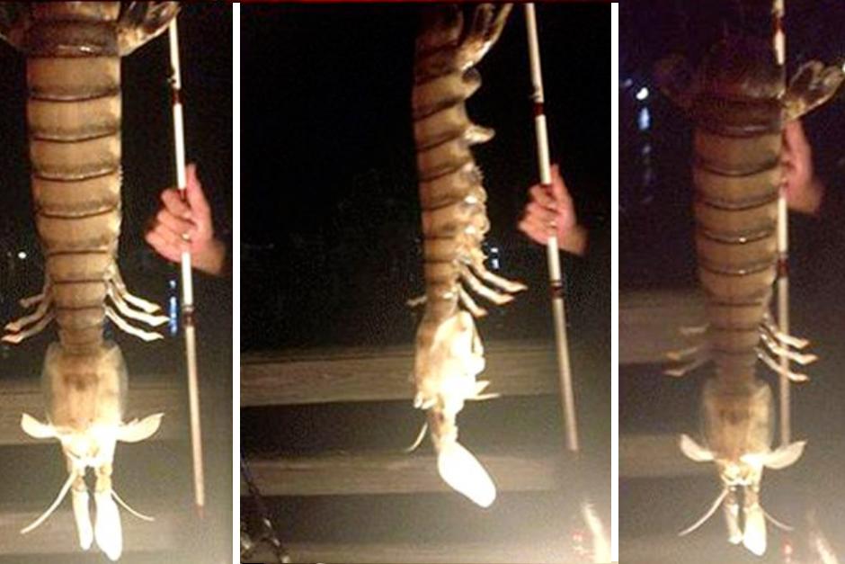 Un pescador de Florida se llevó el susto de su vida cuando se capturó un monstruo en el mar. 