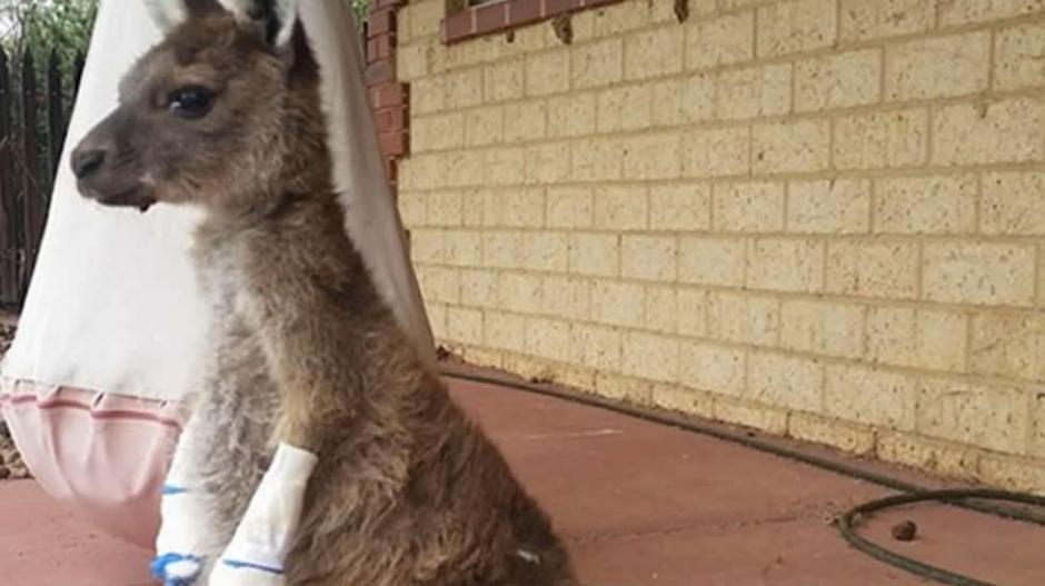 La imagen del pequeño marsupial con las patas y la cola vendadas, ha enternecido a los usuarios de las redes sociales. (Foto: lavozdegalicia.es)