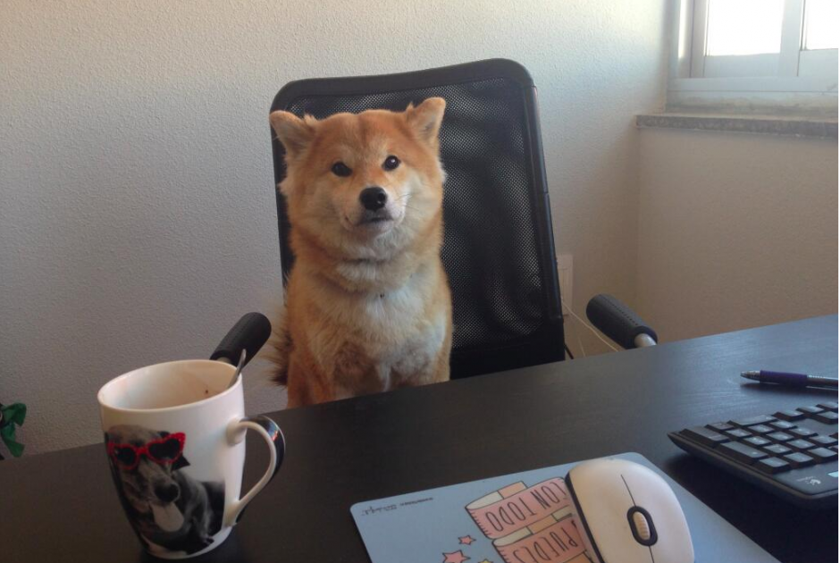 La presencia de mascotas en el puesto laboral mejora la relación interpersonal con los compañeros y reduce el estrés laboral. (Foto: Twitter)