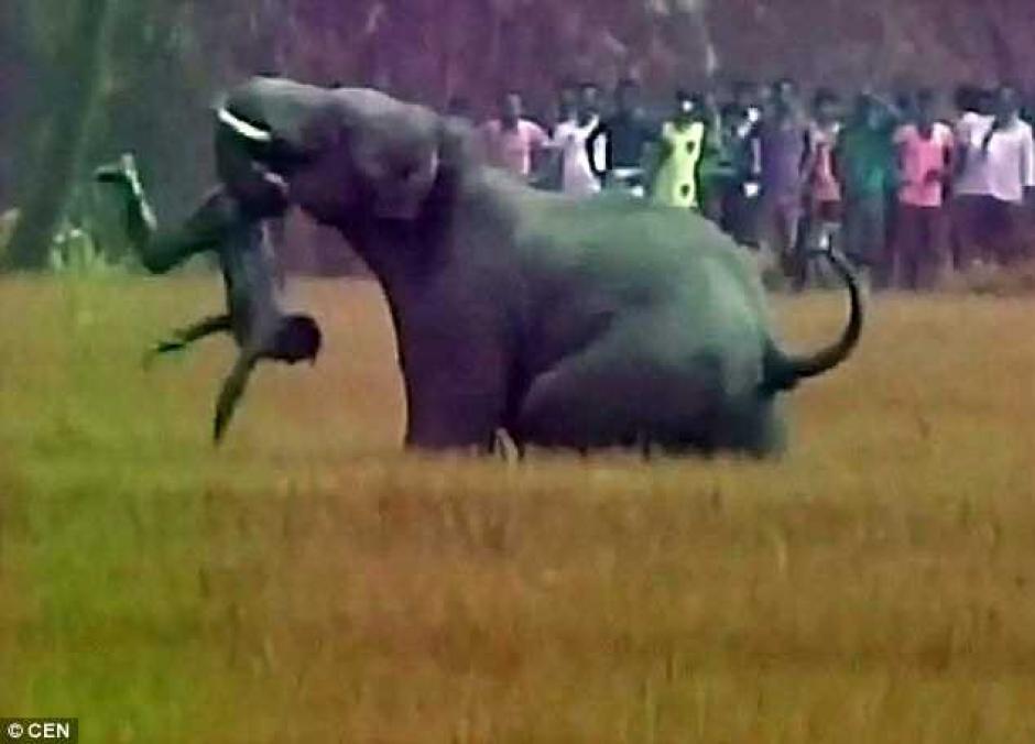 Un elefante furioso atacó a un hombre en la India. (Foto: Twitter)