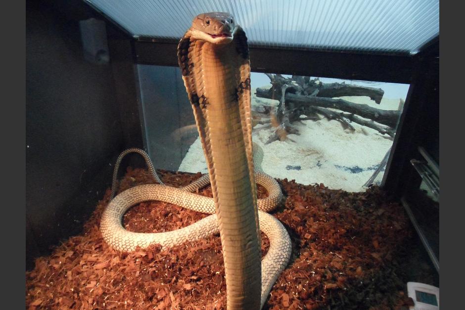 El veneno de la cobra está entre los más letales del mundo. Aquí un animal en posición de ataque. (Foto: Imágenes Ethel).