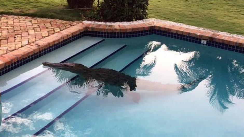 Un habitante de los cayos, Florida, encontró un inusual visitante en la piscina de su casa: un cocodrilo de más de dos metros. (Foto: elcomercio.pe)