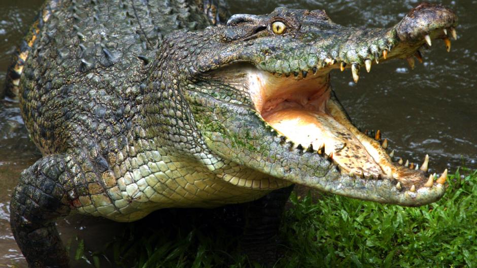 Esta semana trascendió que cocodrilos del criadero propiedad de la familia Rosenthal estaban muriendo de hambre, lo cual fue desmentido por autoridades hondureñas. (Foto: Google)