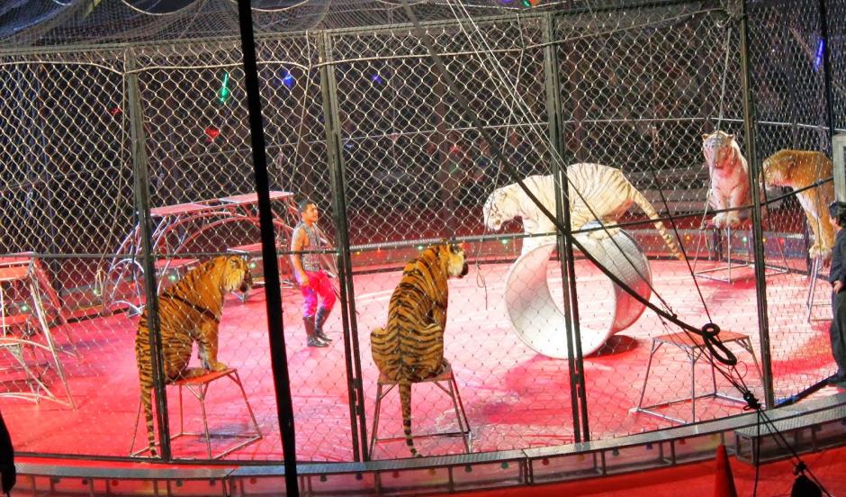 El alcalde Álvaro Arzú ha prohibido el uso de animales en circos. (Foto: econcientiza.blogspot)