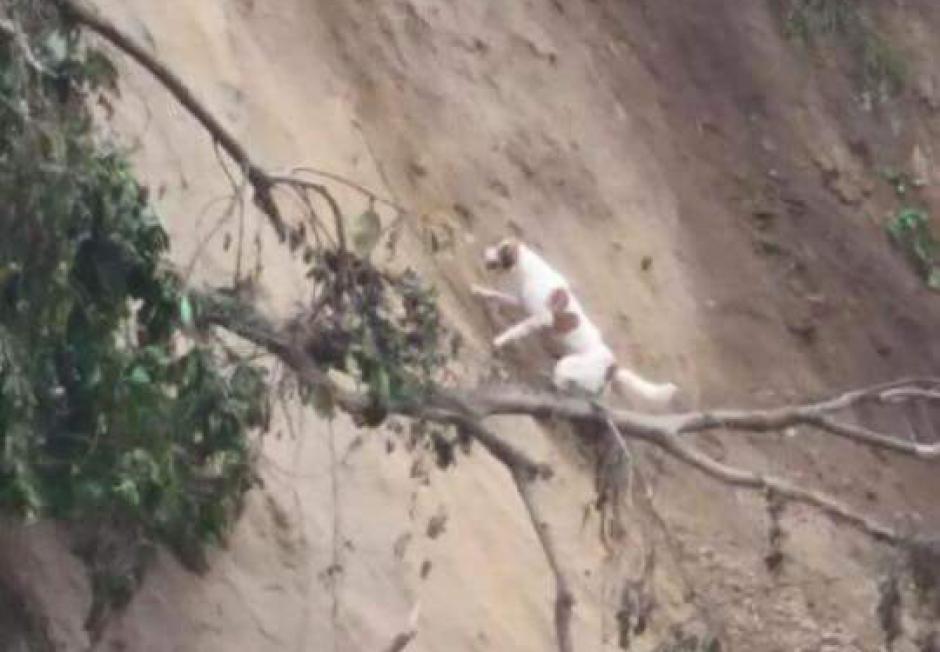 El perro permanecía echado sobre el sector donde solía estar su casa. (Foto @Misifusi)