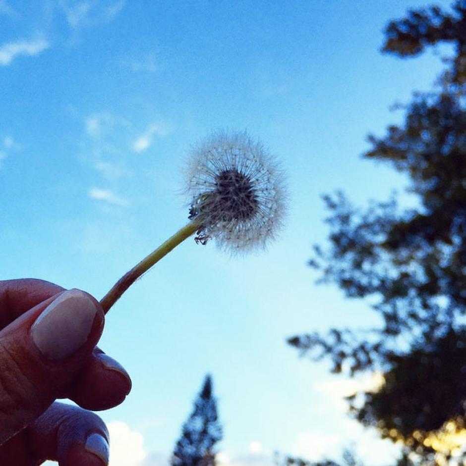 Esta flor fue una señal de Año Nuevo. Así se pasa la vida, pensé. (Foto: Nancy Chang)