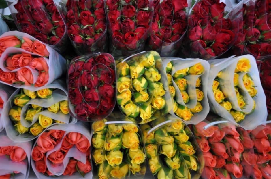 El 70% de las ventas de rosas guatemaltecas en el exterior se dirigen a Estados Unidos. (Foto Agexport/Soy502)
